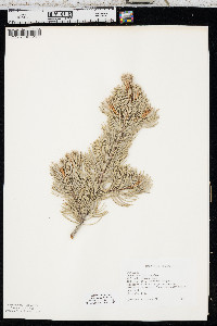 Pinus edulis image