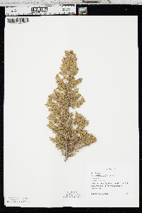 Abies lasiocarpa image