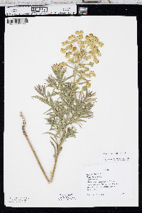 Euphorbia virgata image