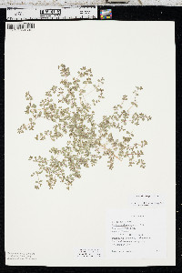 Euphorbia serpens image