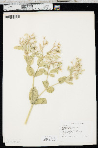 Euphorbia marginata image