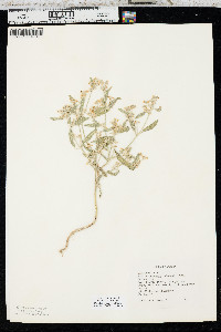 Croton texensis image