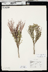Vaccinium scoparium image