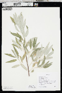 Elaeagnus angustifolia image
