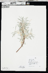 Elaeagnus angustifolia image