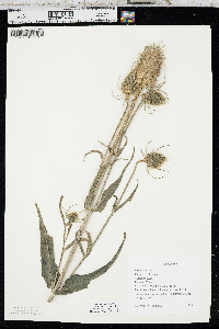 Dipsacus fullonum image