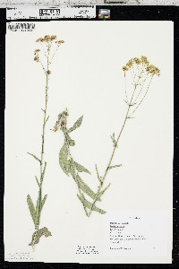 Isatis tinctoria image