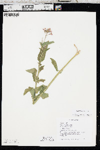 Hesperis matronalis image