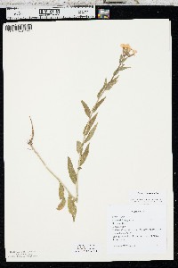 Hesperis matronalis image