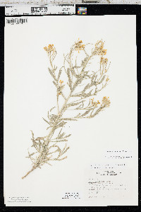Erysimum asperum image