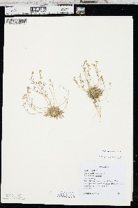 Draba crassifolia image