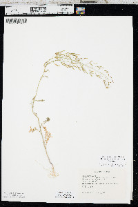 Descurainia pinnata subsp. intermedia image