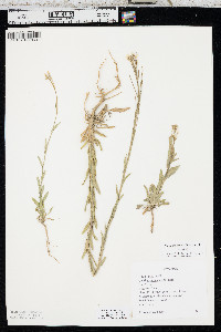 Boechera stricta image