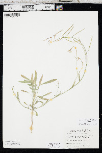 Boechera lignifera image