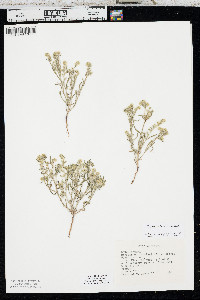 Cryptantha kelseyana image