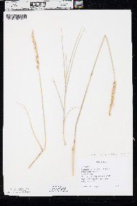 Pascopyrum smithii image