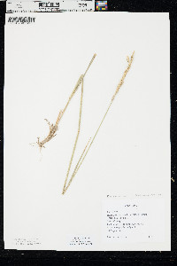 Pascopyrum smithii image