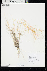 Aristida purpurea var. longiseta image