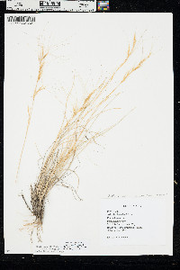 Aristida purpurea var. longiseta image