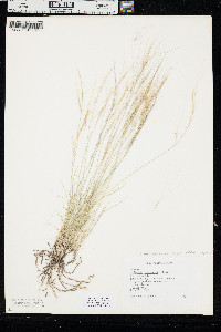 Aristida purpurea var. longiseta image