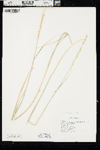 Pseudoroegneria spicata image