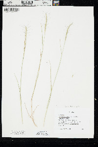 Pseudoroegneria spicata image