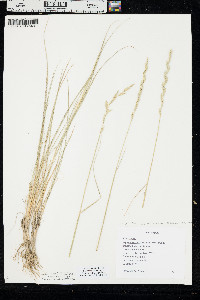 Elymus lanceolatus subsp. riparius image