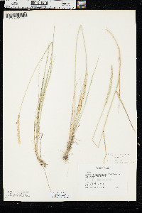 Elymus lanceolatus image