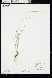 Pseudoroegneria spicata image