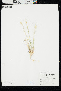 Aristida purpurea var. fendleriana image
