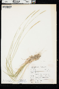 x Elyhordeum macounii image