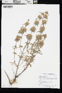 Monarda pectinata image