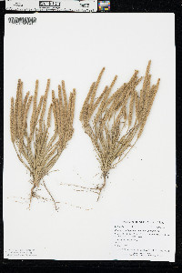 Plantago patagonica image