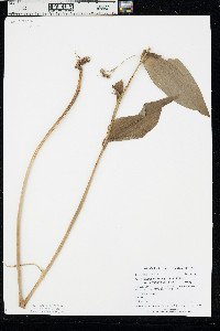 Polygonatum biflorum var. commutatum image