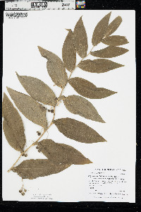 Polygonatum biflorum var. commutatum image