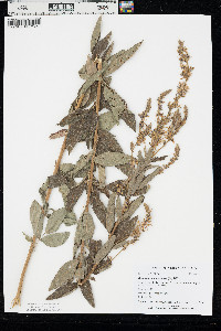 Desmodium canadense image