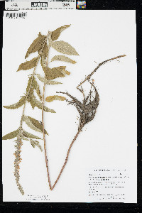 Teucrium canadense var. occidentale image