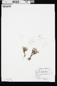 Phemeranthus parviflorus image