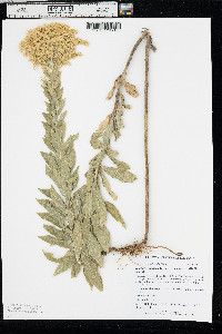 Solidago canadensis var. gilvocanescens image
