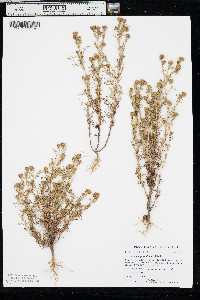 Dyssodia papposa image