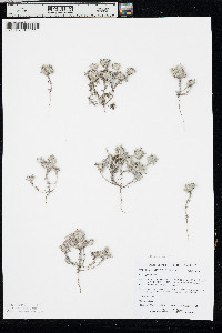Diaperia prolifera image