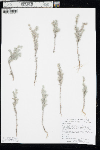 Filago arvensis image