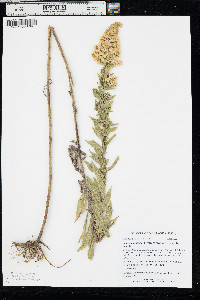 Solidago canadensis var. gilvocanescens image