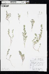 Chamaesyce stictospora image
