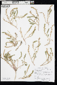 Blitum nuttallianum image