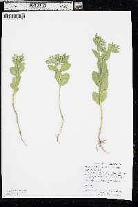 Euphorbia marginata image