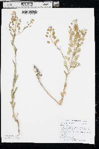 Thlaspi arvense image