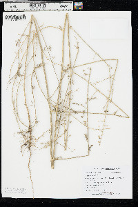 Atriplex patula image