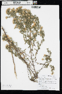 Symphyotrichum lanceolatum var. lanceolatum image