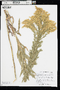 Solidago canadensis var. gilvocanescens image